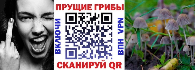 ссылка на мегу зеркало  цена наркотик  Петрозаводск  Псилоцибиновые грибы GOLDEN TEACHER 